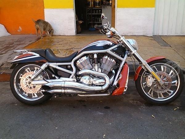 Harley v-rod modificada,escapes rines dunlop clean -06