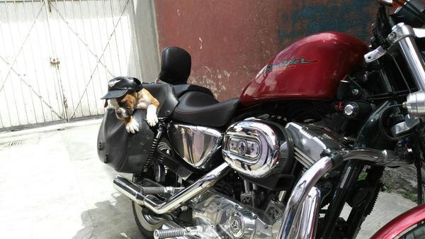 Harley Davidson Sporster 883 05