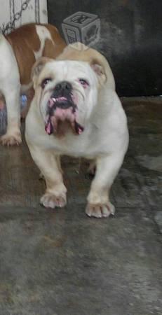 Busco: motoneta doy bulldog